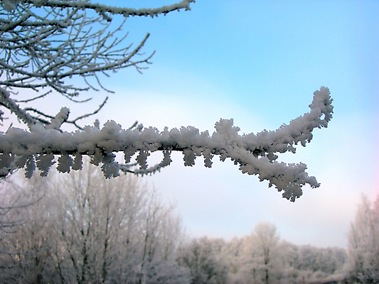포토 JPG 해외이미지 나무 계절 백그라운드 크리스마스 겨울 자연 벽지 하늘 휴식 새해 그림자 풍경 사람없음 파란색 빛 태양 평화 맑음 냉동 침묵 추위 흰색 나뭇가지 재산 숲 그늘 장면 주말 삼림지대 진짜 해외202004 해외포토 자연요소 식물 기념일 컬러 컨셉 날씨 금융 소리 생태계 파일형식 이미지허브