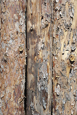 포토 JPG 해외이미지 나무 전통 외관 벽 백그라운드 패턴 건축양식 자연 표면 추상 주택 프레임 사람없음 건물 목재 가로 울타리 갈색 마을 어둠 수확 흰색 시골 판넬 거친 널 숲 장작 자르기 질감 통나무 잡동사니 내추럴 그런지 수목 옛날 줄서기 해외202004 해외포토 식물 건축물 건축 컬러 무늬 농업 재료 모션 담장 생태계 파일형식 이미지허브