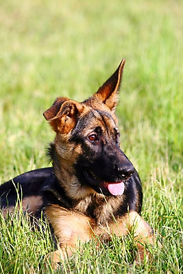 포토 JPG 해외이미지 동물 행복 어린이 포유류 자연 털 독일 사람없음 반려동물 갈색 검은색 우정 듣기 관찰 양치기 개 달콤 강아지 보호 전시회 코 사냥개 귀 폴란드 송곳니 기르기 동반자 해외202004 해외포토 직업 감정 유럽 컬러 컨셉 모션 사람 신체부위 친구 전시 맛 치아 생태계 돌봄 파일형식 이미지허브