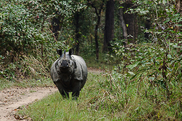 포토 JPG 해외이미지 동물 공원 야생동물 백그라운드 통신 포유류 아프리카 자연 뿔 종류 풍경 사람없음 환경 사막 아기 황무지 보호 위험 큼 사파리 멸종 케냐 코뿔소 남쪽 내추럴 송아지 나미비아 전국 해외202004 해외포토 공공시설 나라 새끼 컨셉 사람 소 크기 방향 생태계 남아프리카 파일형식 이미지허브