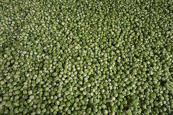 포토 JPG 해외이미지 접시 계절 음식 채소 재료 자연 추상 건강 사람없음 초록색 새싹 신선 닫기 작음 유기농 질감 양배추 날것 고립 브뤼셀 식용 채식주의자 해외202004 해외포토 식물 식기 웰빙 컬러 무늬 모션 크기 생태계 채식 파일형식 이미지허브