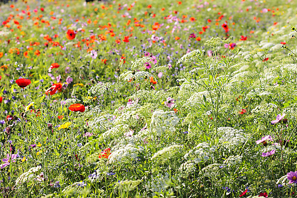 포토 JPG 해외이미지 식물 꽃 백그라운드 꽃무늬 밭 자연 풍경 사람없음 초록색 여름 햇빛 환경 정원 봄 벚꽃 시골 데이지 내추럴 해외202004 해외포토 계절 컬러 무늬 농업 태양 생태계 파일형식 이미지허브