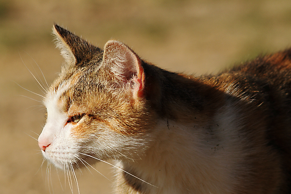 포토 JPG 해외이미지 동물 1 응시 얼굴 포유류 자연 수염 털 사람없음 반려동물 갈색 노란색 머리 귀여움 고양이 가축 줄무늬 회색 흰색 표현 달콤 작음 모피 콧수염 코 얼룩무늬 솜털 기르기 총구 해외202004 해외포토 시선 컬러 컨셉 무늬 신체부위 맛 크기 생태계 돌봄 파일형식 이미지허브