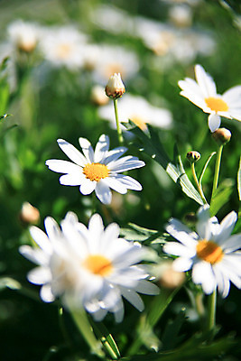 포토 JPG 해외이미지 모양 나무 식물 디자인 공원 꽃 백그라운드 잎 꽃무늬 패턴 자연 하늘 지붕 추상 휴가 주택 미술 풍경 사람없음 야외 초록색 여름 파란색 빛 컬러풀 태양 정원 맑음 봄 흰색 신선 사찰 닫기 질감 내추럴 스타일 해외202004 해외포토 자연요소 계절 공공시설 컬러 무늬 종교건축 모션 날씨 문화예술 건물 생태계 파일형식 이미지허브