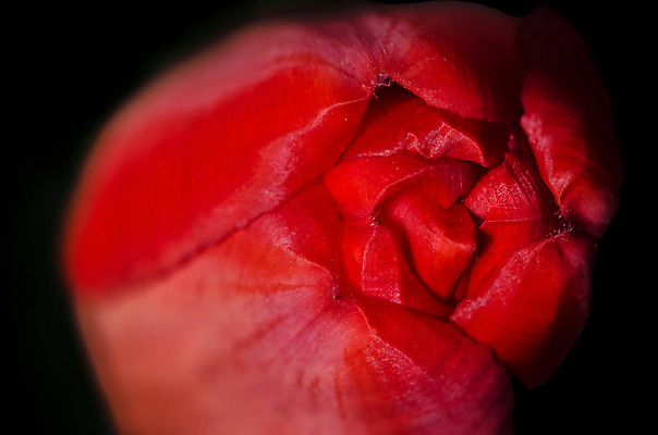 포토 JPG 해외이미지 식물 디자인 계절 꽃잎 꽃 줄기 꽃다발 잎 꽃무늬 자연 휴가 발렌타인데이 선물 사랑 사람없음 야외 장식 빨간색 초록색 컬러풀 정원 검은색 봄 튤립 벚꽃 축하 신선 생일 닫기 다발 내추럴 강렬 해외202004 해외포토 기념일 감정 컬러 컨셉 무늬 모션 데이이벤트 생태계 파일형식 이미지허브