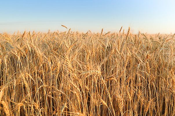 포토 JPG 해외이미지 식물 계절 음식 빵 줄기 백그라운드 밭 농업 자연 하늘 건조 건강 옥수수 씨앗 풍경 사람없음 야외 여름 파란색 빛 농작물 햇빛 농장 농경지 노란색 맑음 수확 시골 황금 낟알 땅 시리얼 밀 유기농 보리 귀 스파이크 밀짚 내추럴 숙성 스텝 호밀 수평선 세련 해외202004 해외포토 웰빙 산업 컬러 날씨 곡류 신체부위 태양 짚 생태계 파일형식 이미지허브