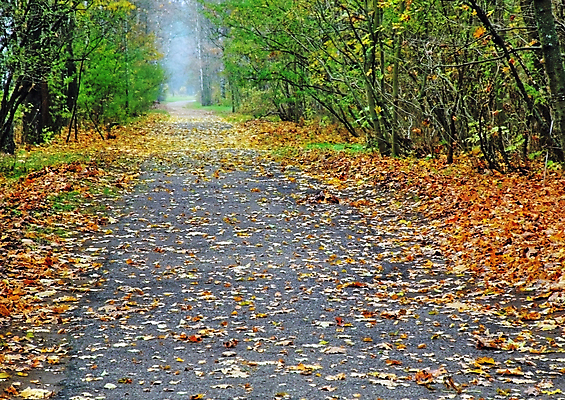 포토 JPG 해외이미지 나무 공원 잎 자연 날씨 휴식 거리 풍경 사람없음 목재 가로 갈색 노란색 침묵 안개 가을 저녁 숲 아스팔트 즐거움 위치 생태학 해외202004 해외포토 식물 계절 공공시설 교육 감정 도로 컬러 컨셉 재료 소리 야간 생태계 파일형식 이미지허브