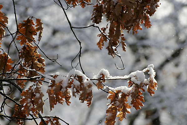 포토 JPG 해외이미지 나무 계절 조각 잎 겨울 자연 날씨 사람없음 야외 갈색 침묵 활발 흰색 나뭇가지 떨어짐 숲 서리 북쪽 해외202004 해외포토 식물 컬러 컨셉 소리 방향 생태계 파일형식 이미지허브