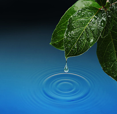 포토 JPG 해외이미지 식물 호수 물결 파도 바다 잎 자연 건강 사람없음 물 파란색 강 환경 화목 물방울 신선 투명 액체 떨어짐 이슬 빗방울 허브 순수 명상 에코 내추럴 생태학 해외202004 해외포토 자연요소 교육 컬러 컨셉 비_날씨 생태계 파일형식 이미지허브