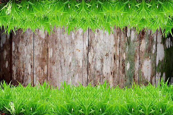 포토 JPG 해외이미지 나무 식물 디자인 계절 공원 백그라운드 잎 패턴 밭 자연 벽지 바닥 건강 풍경 사람없음 야외 목재 장식 초록색 여름 컬러풀 환경 정원 맑음 화목 봄 활발 발코니 나뭇가지 신선 숲 만족 유기농 질감 내추럴 생태학 옛날 해외202004 해외포토 웰빙 공공시설 교육 감정 컬러 컨셉 무늬 농업 재료 날씨 생태계 파일형식 이미지허브