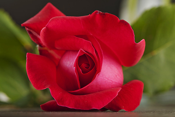 포토 JPG 해외이미지 식물 기념일 꽃잎 꽃 꽃다발 백그라운드 잎 꽃무늬 패턴 자연 발렌타인데이 선물 사랑 사람없음 빨간색 초록색 장미 벚꽃 흰색 축하 신선 오브젝트 싱글 해외202004 해외포토 감정 컬러 컨셉 무늬 데이이벤트 이벤트 생태계 파일형식 이미지허브