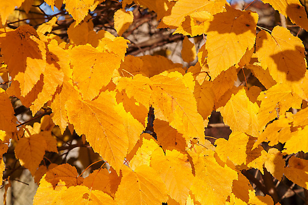 포토 JPG 해외이미지 나무 식물 계절 공원 백그라운드 컨셉 단풍 잎 패턴 오렌지 자연 벽지 하늘 추상 프레임 건조 사람없음 야외 빨간색 빛 컬러풀 햇빛 태양 노란색 환경 맑음 활발 가을 나뭇가지 황금 숲 유기농 질감 보케 내추럴 블러 해외202004 해외포토 자연요소 웰빙 공공시설 컬러 무늬 과일 날씨 생태계 파일형식 이미지허브