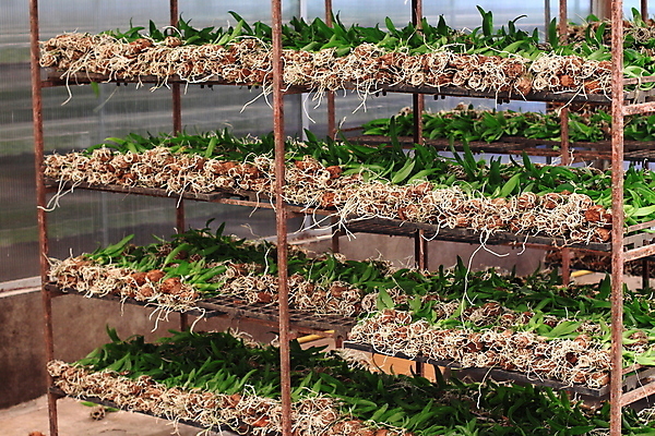 포토 JPG 해외이미지 식물 사람없음 초록색 농장 새싹 그룹 난초 준비 뿌리 모종 해외202004 해외포토 컬러 농업 파일형식 이미지허브