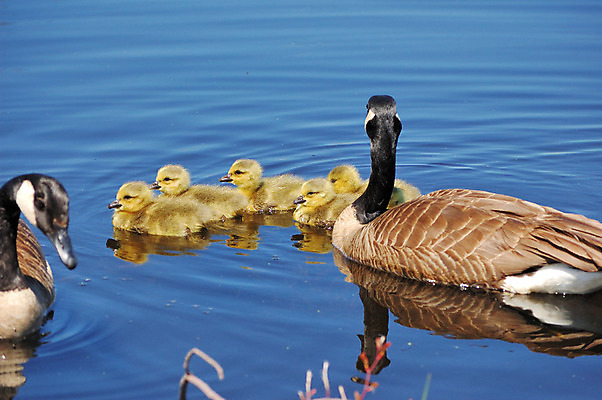 포토 JPG 해외이미지 새끼 조류 휴식 사람없음 가로 컬러풀 봄 솜털 물새 해외202004 해외포토 동물 계절 컬러 컨셉 파일형식 이미지허브