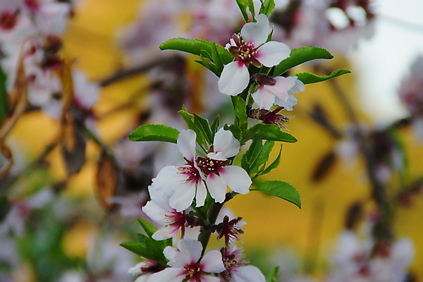 포토 JPG 해외이미지 나무 식물 계절 꽃잎 꽃 분홍색 백그라운드 잎 꽃무늬 농업 과일 자연 풍경 사람없음 정원 봄 벚꽃 흰색 나뭇가지 시골 신선 개화 아몬드 해외202004 해외포토 산업 컬러 무늬 견과류 생태계 파일형식 이미지허브