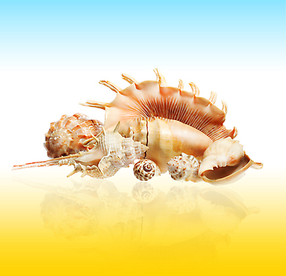 포토 JPG 해외이미지 디자인 별 모래 파도 바다 백그라운드 컨셉 패턴 곡선 자연 휴가 조개 미술 사람없음 야외 컬러풀 환경 껍질 선택 수집 배열 묘사 질감 모음 내추럴 고립 생태학 이국적 파라다이스 많음 해외202004 해외포토 자연요소 교육 선 컬러 무늬 문화예술 어패류 한글 생태계 파일형식 이미지허브