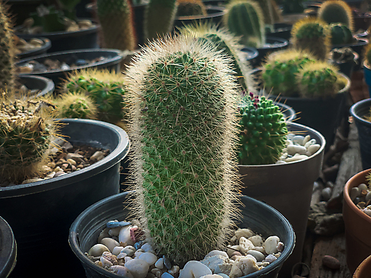 포토 JPG 해외이미지 나무 식물 디자인 꽃 행복 백그라운드 자연 선인장 주택 손바닥 사람없음 장식 초록색 컬러풀 정원 사막 신선 냄비 작음 원예 내추럴 많음 해외202004 해외포토 손 감정 컬러 컨셉 취미 건물 솥 크기 생태계 파일형식 이미지허브