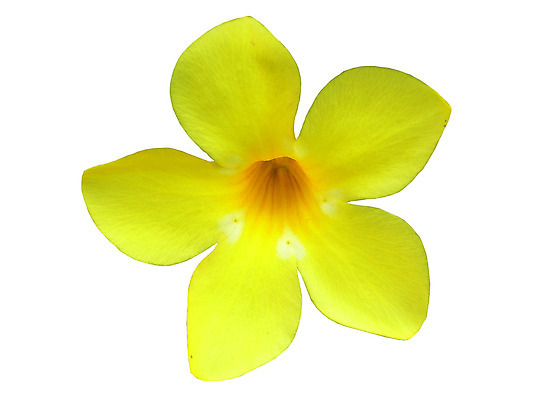 포토 JPG 해외이미지 계절 꽃 패턴 자연 사람없음 컬러풀 노란색 봄 벚꽃 묘사 원예 고립 해외202004 해외포토 식물 컬러 무늬 취미 생태계 파일형식 이미지허브