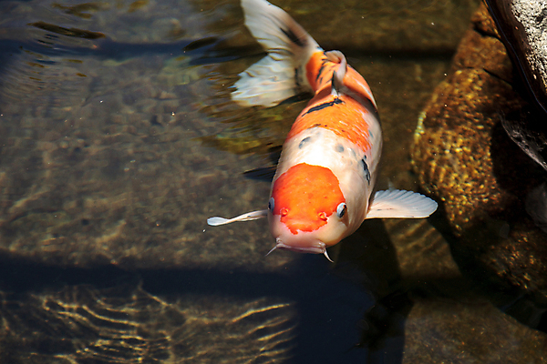 포토 JPG 해외이미지 어류 사람없음 물 정원 일본 미국 연못 먹이 잉어 해외202004 해외포토 자연요소 아시아 북아메리카 수중동물 파일형식 이미지허브