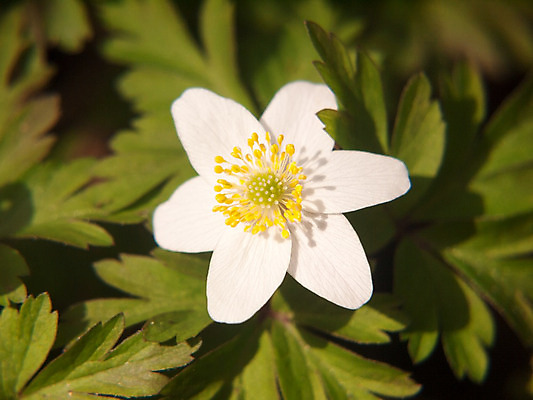 포토 JPG 해외이미지 식물 계절 꽃잎 꽃 야생동물 잎 밭 봄꽃 자연 풍경 사람없음 야외 초록색 여름 빛 노란색 환경 정원 봄 들꽃 벚꽃 흰색 닫기 숲 허브 아네모네 영원 해외202004 해외포토 동물 컬러 농업 모션 생태계 파일형식 이미지허브