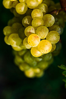 포토 JPG 해외이미지 식물 계절 열매 음식 잎 농업 과일 자연 포도 매달리기 건강 풍경 사람없음 빨간색 초록색 여름 햇빛 태양 와인 보라색 수확 성장 가을 흰색 나뭇가지 시골 신선 오스트리아 달콤 다발 유기농 생태계 포도밭 포도나무 내추럴 숙성 양조장 해외202004 해외포토 자연요소 나무 웰빙 유럽 산업 컬러 밭 모션 주류 맛 과일나무 파일형식 이미지허브