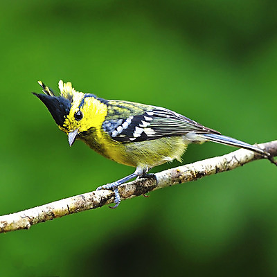 포토 JPG 해외이미지 나무 동물 응시 계절 공원 여자 야생동물 백그라운드 자연 조류 사람없음 야외 목재 초록색 여름 봄 회색 흰색 나뭇가지 숲 싱글 서식지 해외202004 해외포토 식물 시선 공공시설 컬러 재료 사람 생태계 파일형식 이미지허브