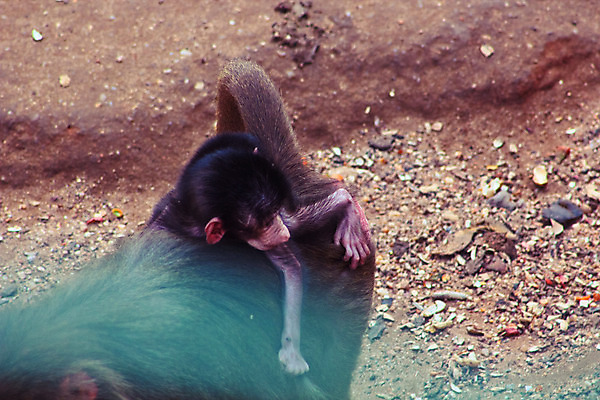 포토 JPG 해외이미지 동물 공원 야생동물 여행 백그라운드 장난 포유류 가족 아프리카 자연 휴가 생물 털 동물원 이집트 미술 풍경 사람없음 검은색 기쁨 원숭이 아기 황무지 숲 사파리 꼬리 서식지 유인원 고립 에티오피아 탄자니아 해외202004 해외포토 공공시설 감정 나라 컬러 관계 문화예술 사람 생태계 파일형식 이미지허브