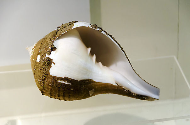 포토 JPG 해외이미지 동물 전통 디자인 옷 별 음식 모래 파도 바다 백그라운드 컨셉 패턴 바지 자연 표면 휴가 조개 불가사리 파노라마 종류 미술 사람없음 야외 장식 물 파란색 컬러풀 유행 환경 어둠 여러개 껍질 흰색 직물 도시 면 혼합 남색 수집 묘사 질감 땀 캔버스 가리비 섬유 내추럴 그런지 옛날 스타일 많음 해외202004 해외포토 자연요소 컬러 다수 무늬 하의 문화예술 어패류 극피동물 촬영기법 생태계 파일형식 이미지허브