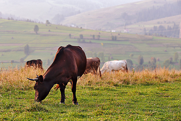 포토 JPG 해외이미지 동물 백그라운드 밭 농업 자연 하늘 산 뿔 풍경 사람없음 야외 초록색 여름 파란색 농장 갈색 머리 계곡 맑음 가축 소고기 우유 가을 흰색 시골 소 군중 방목 언덕 알프스 밭일 우크라이나 해외202004 해외포토 계절 유럽 산업 컬러 포유류 날씨 유제품 육류 사람 신체부위 축산업 생태계 파일형식 이미지허브