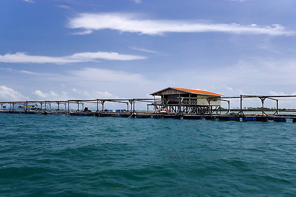 포토 JPG 해외이미지 음식 바다 낚시 어류 사람없음 물 농장 탱크 수족관 기르기 밭일 수경재배 해외202004 해외포토 자연요소 농업 레저 수중동물 돌봄 파일형식 이미지허브