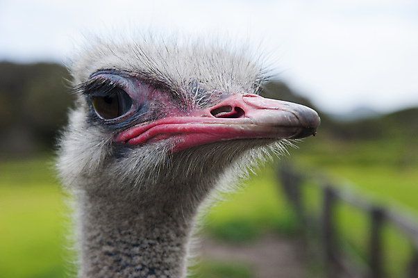 포토 JPG 해외이미지 동물 야생동물 아프리카 조류 사람없음 빨간색 초록색 머리 깃털 부리 보케 타조 남아프리카 해외202004 해외포토 나라 컬러 신체부위 파일형식 이미지허브