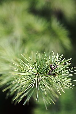 포토 JPG 해외이미지 디자인 백그라운드 잎 패턴 자연 추상 사람없음 장식 초록색 줄무늬 소나무 디자이너 질감 일렬 해외202004 해외포토 나무 식물 직업 컬러 무늬 생태계 파일형식 이미지허브