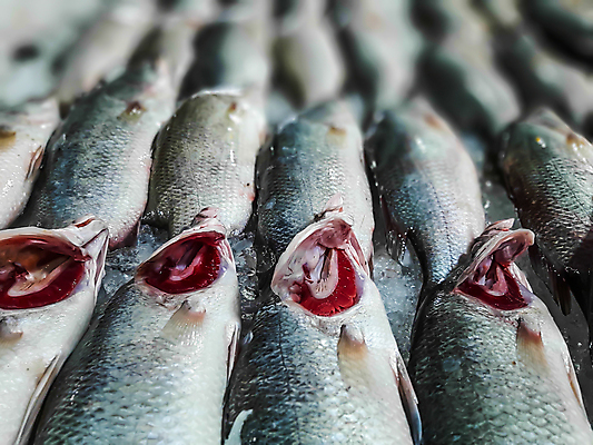 포토 JPG 해외이미지 음식 바다 백그라운드 낚시 건강 어류 요리 사람없음 빨간색 판매 세일 얼음 추위 흰색 신선 잡기 시장 맛 해산물 날것 고등어 해외202004 해외포토 자연요소 컬러 컨셉 모션 레저 수중동물 파일형식 이미지허브