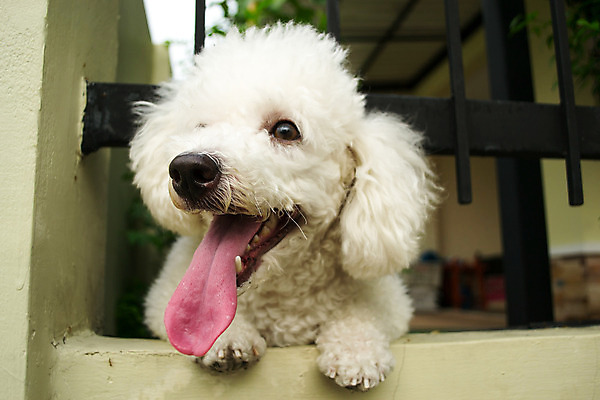 포토 JPG 해외이미지 동물 행복 포유류 사람없음 울타리 반려동물 흰색 개 강아지 혀 푸들 해외202004 해외포토 감정 컬러 담장 입 파일형식 이미지허브