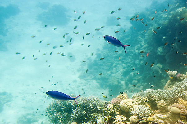 포토 JPG 해외이미지 동물 야생동물 바다 백그라운드 자연 벽지 휴식 바닥 항해 어류 풍경 사람없음 빨간색 물 여름 환경 수중 수영 스노클링 아래 생태계 다이빙 암초 수족관 내추럴 생태학 이국적 해외202004 해외포토 자연요소 계절 교육 컬러 컨셉 배_교통 수중동물 수상스포츠 방향 위치 수중스포츠 파일형식 이미지허브