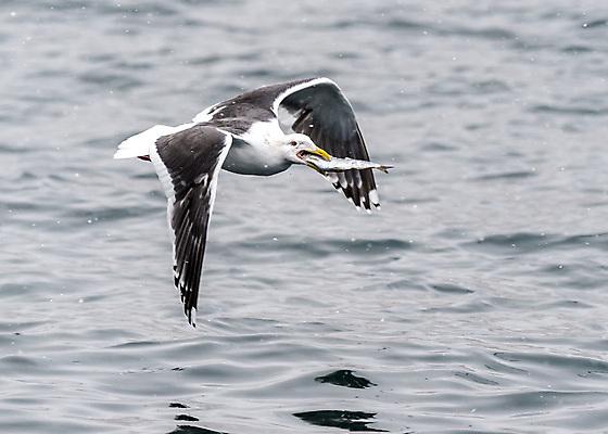 포토 JPG 해외이미지 동물 야생동물 바다 자연 갈매기 조류 하늘 사람없음 야외 일본 흰색 사파리 홋카이도 포식 해외202004 해외포토 아시아 컬러 생태계 파일형식 이미지허브