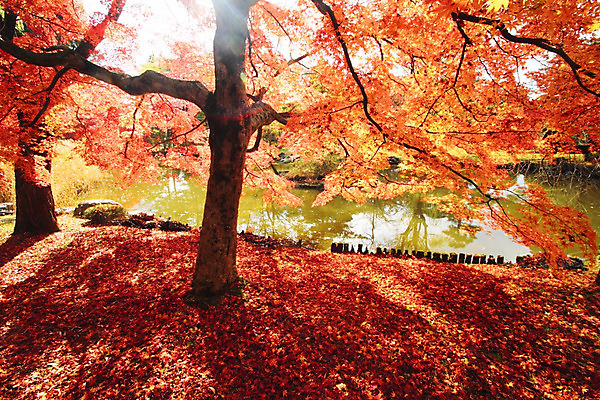 포토 JPG 해외이미지 나무 식물 계절 아시아 백그라운드 단풍 잎 오렌지 자연 사람없음 빨간색 노란색 일본 가을 질감 내추럴 해외202004 해외포토 나라 컬러 과일 생태계 파일형식 이미지허브
