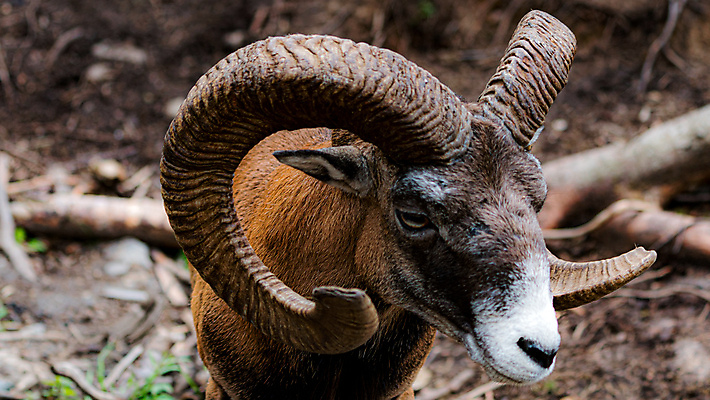 포토 JPG 해외이미지 동물 남자 유럽 야생동물 백그라운드 곡선 포유류 자연 사슴 염소 산 털 뿔 서기 사람없음 갈색 머리 게임 흰색 양 숲 트로피 점성술 양자리 염소자리 양고기 내추럴 고립 동물상 램 웅장함 초식 해외202004 해외포토 나라 선 컬러 모션 놀이 육류 사람 신체부위 조형물 별자리 상_우승 생태계 파일형식 이미지허브