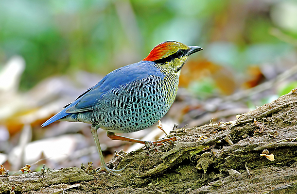 포토 JPG 해외이미지 나무 동물 여자 남자 아시아 얼굴 야생동물 백그라운드 날개 태국 자연 조류 사람없음 야외 목재 가로 초록색 파란색 컬러풀 머리 환경 나뭇가지 막대기 닫기 숲 깃털 꼬리 부리 서식지 생태학 해외202004 해외포토 식물 교육 나라 컬러 재료 모션 사람 신체부위 생태계 파일형식 이미지허브