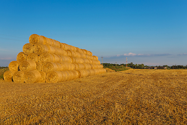 포토 JPG 해외이미지 식물 계절 산업 백그라운드 밭 농업 자연 하늘 건조 옥수수 풍경 사람없음 야외 초록색 파란색 농작물 농장 농경지 갈색 노란색 쌓기 환경 수확 시골 황금 건초더미 볏짚 낟알 땅 자르기 시리얼 밀 질감 정사각형 패키지 뭉치 밀짚 흙더미 내추럴 밭일 해외202004 해외포토 도형 음식 컬러 모션 곡류 흙 건초 짚 생태계 파일형식 더미 이미지허브