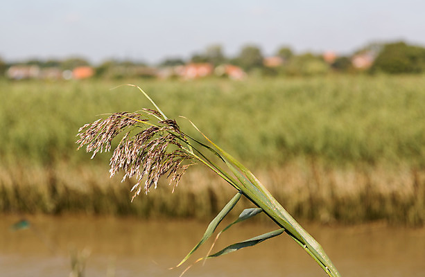 포토 JPG 해외이미지 식물 영어 계절 음식 밭 농업 자연 하늘 잉글랜드 풍경 사람없음 야외 여름 파란색 농작물 강 햇빛 태양 농장 농경지 노란색 환경 맑음 수확 성장 시골 황금 낟알 시리얼 밀 유기농 보리 귀 장면 내추럴 세련 해외202004 해외포토 자연요소 문자 웰빙 산업 컬러 날씨 영국 곡류 신체부위 생태계 파일형식 이미지허브