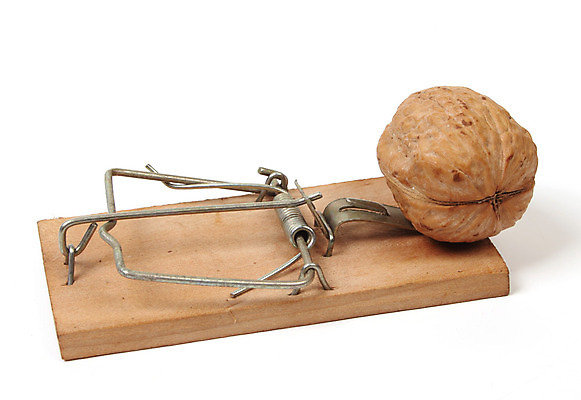 포토 JPG 해외이미지 동물 사람없음 견과류 잡기 위협 클립 호두 올가미 해외202004 해외포토 모션 파일형식 이미지허브