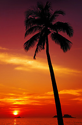 포토 JPG 해외이미지 나무 실루엣 아시아 바다 섬 여행 컨셉 태국 자연 하늘 휴가 손바닥 풍경 사람없음 빨간색 물 여름 컬러풀 태양 침묵 황혼 일몰 새벽 산호 저녁 휴양지 코코넛 공상 석호 이국적 파라다이스 포상금 수평선 해외202004 해외포토 자연요소 식물 손 계절 나라 컬러 돈 과일 촬영기법 노을 소리 장소 자포동물 야간 생태계 파일형식 이미지허브