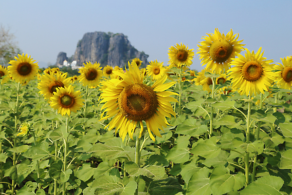 포토 JPG 해외이미지 나무 식물 꽃잎 꽃 백그라운드 잎 꽃무늬 밭 농업 자연 하늘 해바라기 산 씨앗 풍경 사람없음 야외 초록색 여름 파란색 농작물 햇빛 태양 농장 노란색 정원 맑음 봄 성장 시골 신선 닫기 선택 장면 내추럴 밭일 토스카나 해외202004 해외포토 자연요소 계절 산업 컬러 컨셉 무늬 모션 날씨 이탈리아 생태계 파일형식 이미지허브