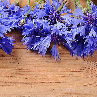 포토 JPG 해외이미지 식물 꽃잎 꽃 꽃다발 백그라운드 잎 꽃무늬 자연 사람없음 장식 초록색 파란색 머리 우주 정원 봄 들꽃 벚꽃 흰색 신선 다발 오브젝트 슛 내추럴 고립 수레국화 해외202004 해외포토 계절 컬러 무늬 신체부위 생태계 파일형식 이미지허브