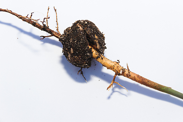 포토 JPG 해외이미지 나무 식물 지구 음식 백그라운드 잎 자연 새로움 씨앗 사람없음 초록색 물 새싹 봄 성장 흰색 신선 원예 아보카도 내추럴 고립 모종 해외202004 해외포토 자연요소 계절 컬러 컨셉 과일 취미 생태계 파일형식 이미지허브