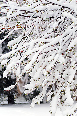 포토 JPG 해외이미지 나무 계절 백그라운드 겨울 자연 날씨 풍경 사람없음 야외 빛 얼음 추위 흰색 나뭇가지 닫기 고독 묘사 서리 장면 내추럴 눈내림 해외202004 해외포토 자연요소 식물 감정 컬러 모션 눈_날씨 생태계 파일형식 이미지허브