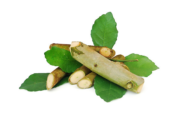 포토 JPG 해외이미지 나무 식물 백그라운드 잎 자연 돌담 사람없음 초록색 환경 봄 성장 흰색 나뭇가지 신선 붓 거친 치아 숲 자르기 유기농 질감 치약 내추럴 고립 추출 치통 해외202004 해외포토 웰빙 계절 컬러 모션 담장 위생용품 돌_바위 소화기관 질병 생태계 파일형식 이미지허브