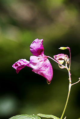 포토 JPG 해외이미지 식물 계절 꽃잎 꽃 유럽 음식 잎 꽃무늬 농업 재료 자연 건조 건강 요리 사람없음 야외 초록색 여름 파란색 정원 보라색 봄 수확 벚꽃 가을 신선 개화 맛 허브 제비꽃 향신료 원예 아로마 향 그리스인 내추럴 사프란 해외202004 해외포토 서양인 나라 산업 컬러 컨셉 무늬 취미 생태계 향미료 파일형식 이미지허브