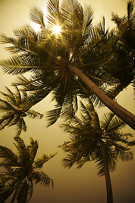 포토 JPG 해외이미지 나무 실루엣 잎 자연 바람 휴가 열대 따뜻함 손바닥 사람없음 야자수 햇빛 태양 환경 일몰 뜨거움 생태계 나무껍질 지구온난화 몰디브 내추럴 해외202004 해외포토 자연요소 식물 손 아시아 날씨 촬영기법 노을 껍질 기후변화 파일형식 이미지허브